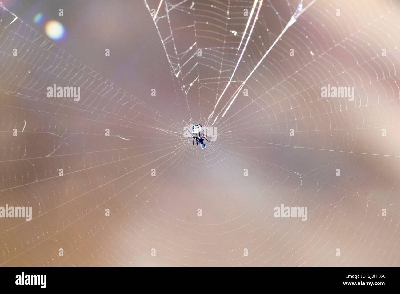 Araignée avec proie piégée sur la toile d'araignée Banque D'Images