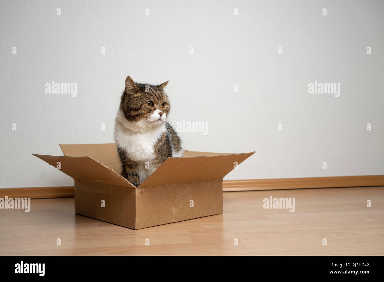 chat assis à l'intérieur d'une boîte en carton de petite taille sur le sol en regardant sur le côté de l'espace de copie Banque D'Images