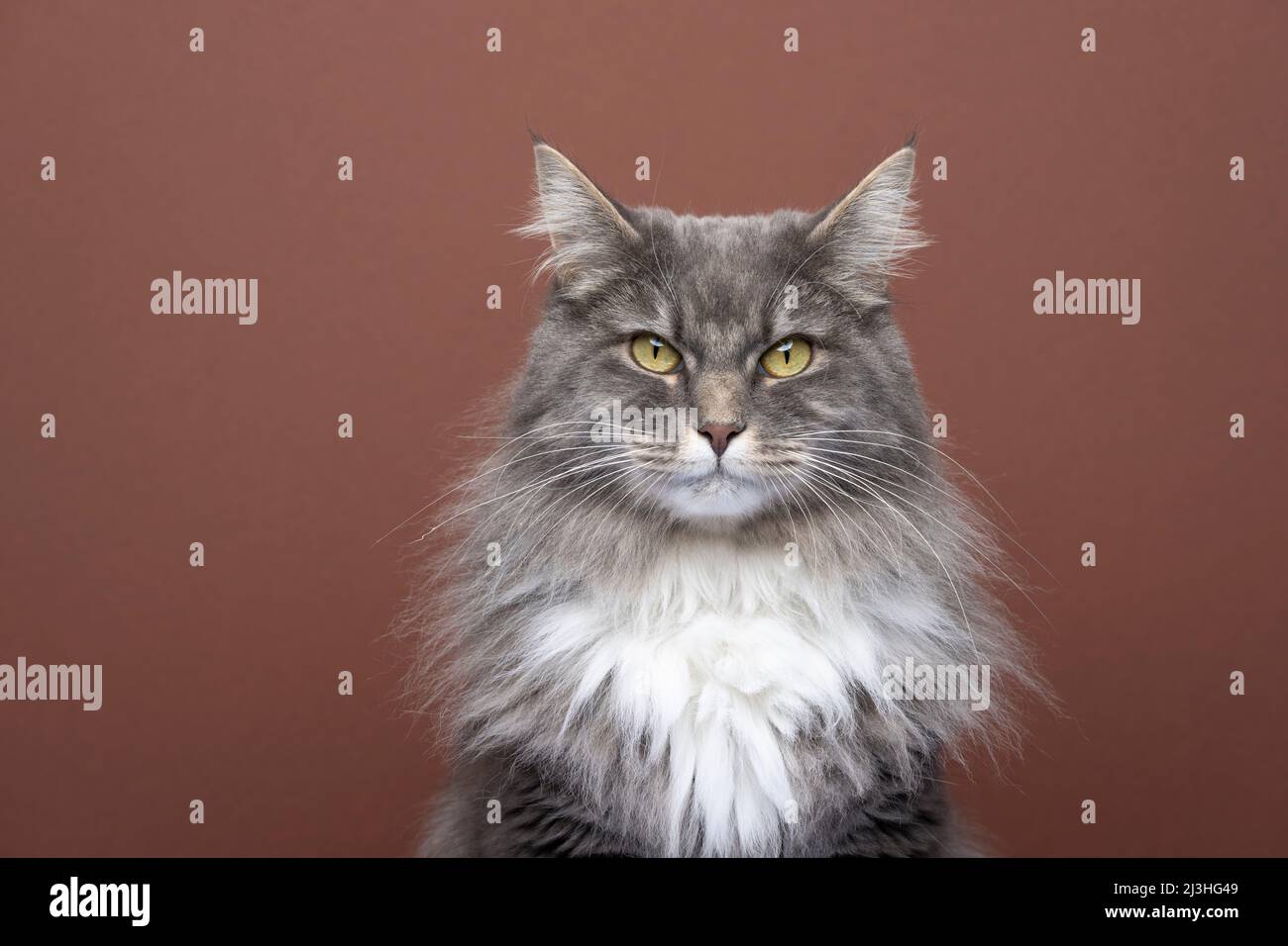 gris blanc maine coon portrait de chat regardant l'appareil photo sur fond marron avec espace de copie Banque D'Images