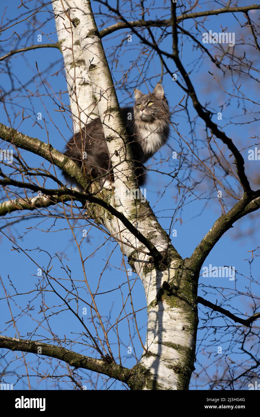 le chat de longhair a escaladé un bouleau nu à l'extérieur assis sur la branche observant le territoire Banque D'Images
