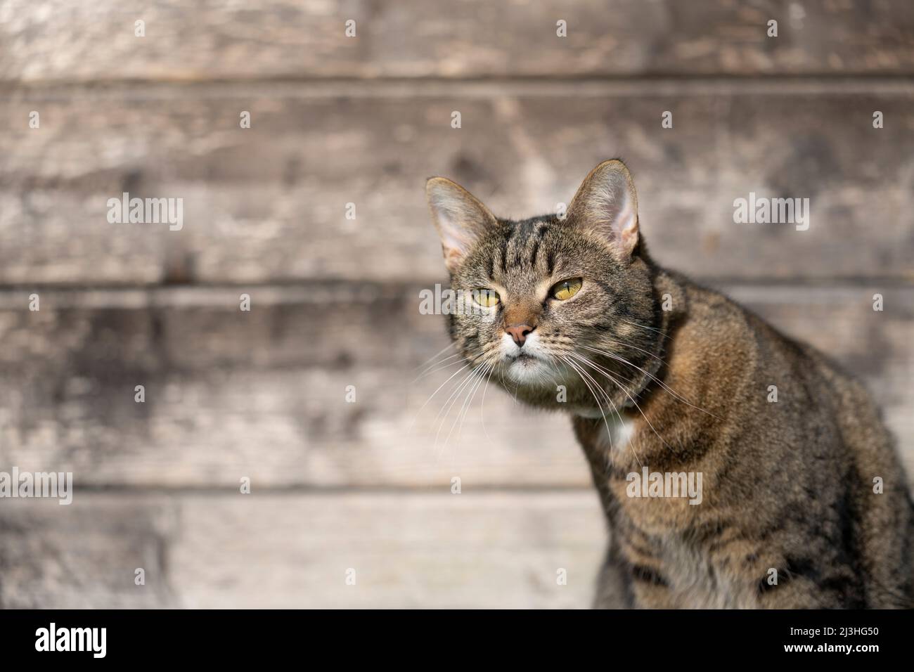 tabby chat à l'extérieur regardant curieux observant la zone sur fond en bois avec l'espace de copie Banque D'Images