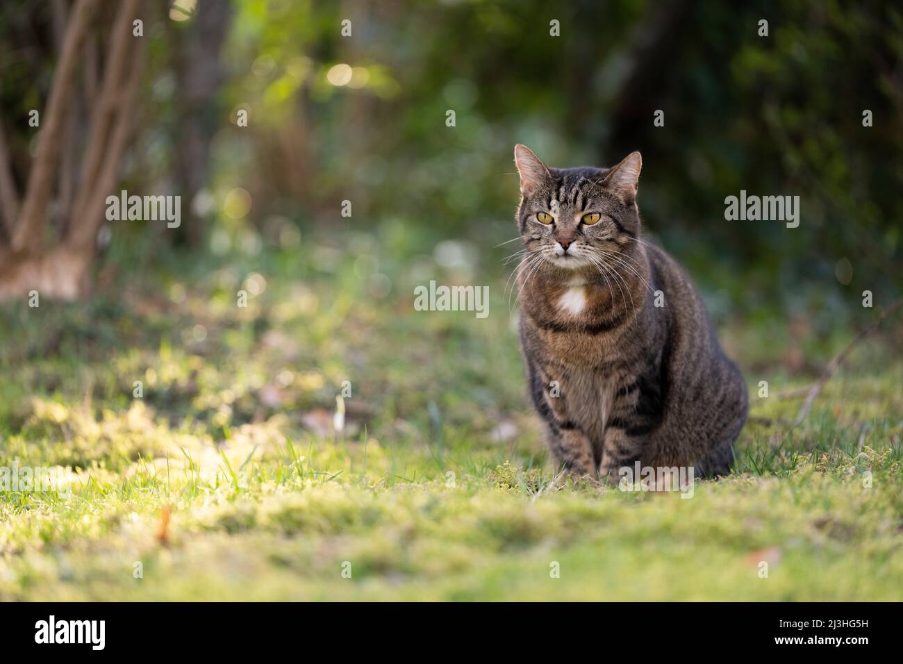 tabby domestique shorthair chat assis sur l'herbe à l'extérieur dans le territoire d'observation de la nature Banque D'Images