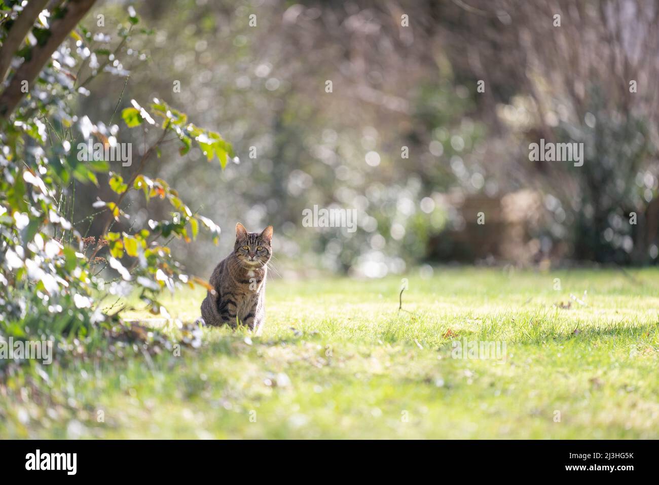 chat domestique timide debout sur un pré ensoleillé en plein air regardant la caméra de manière suspecte Banque D'Images