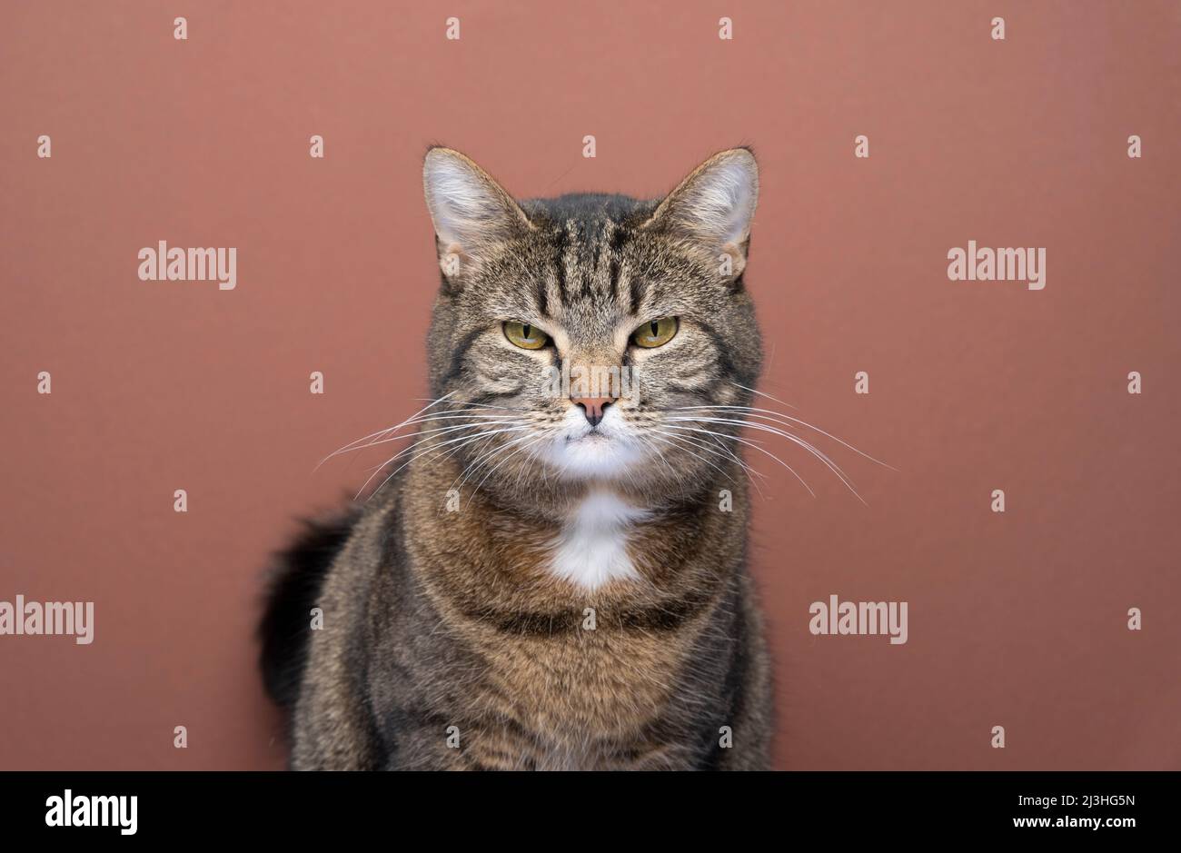 portrait de chat en colère. tabby domestique shorthair chat regardant l'appareil photo espiègle sur fond marron avec espace de copie Banque D'Images