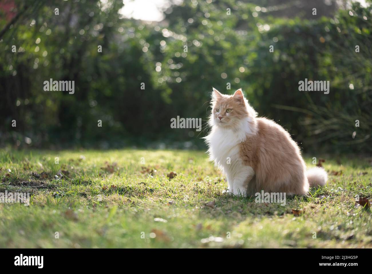 chat en poils longs doux assis sur l'herbe observant le territoire à l'extérieur dans la nature avec l'espace de copie Banque D'Images