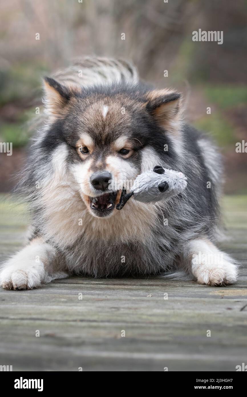 Portrait d'un chien de Lapphund finlandais jouant avec un jouet de souris en plein air Banque D'Images