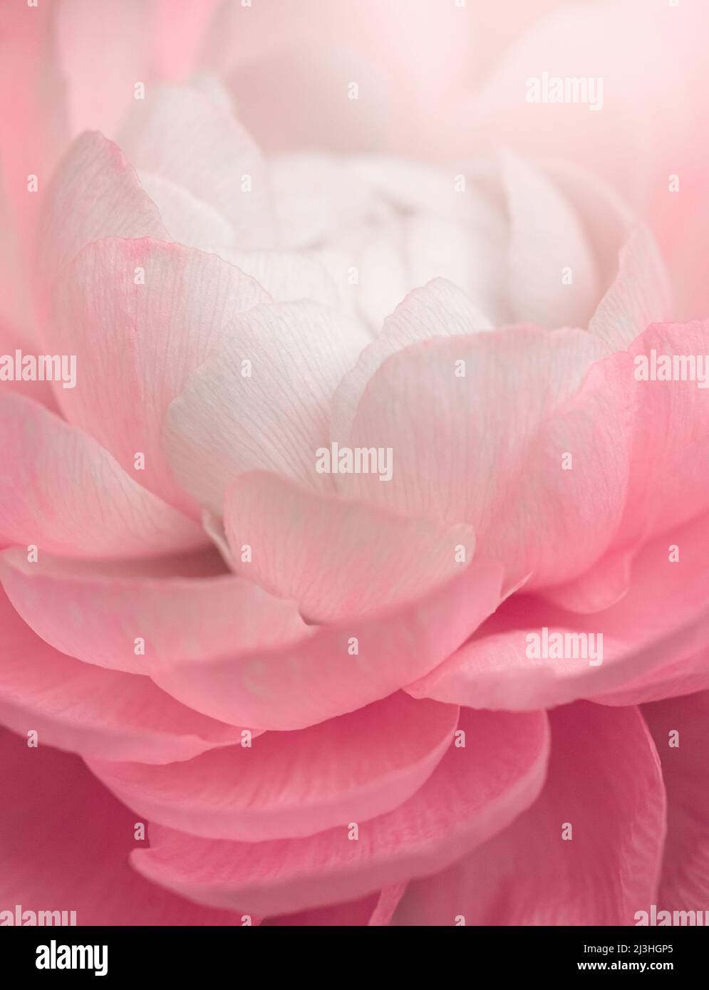 gros plan extrême de fleur rose. fond floral Banque D'Images