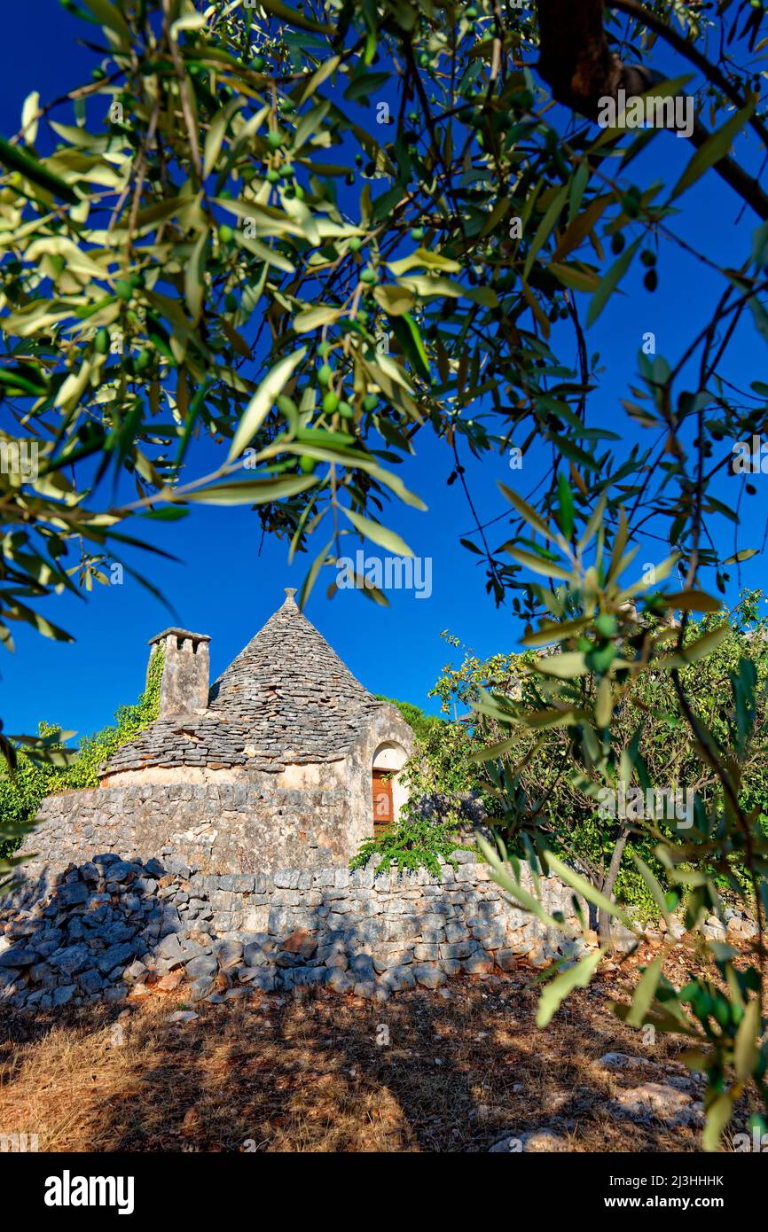 Un trullo comme une ruine dans un champ entouré d'oliviers en Italie, Apulia Banque D'Images