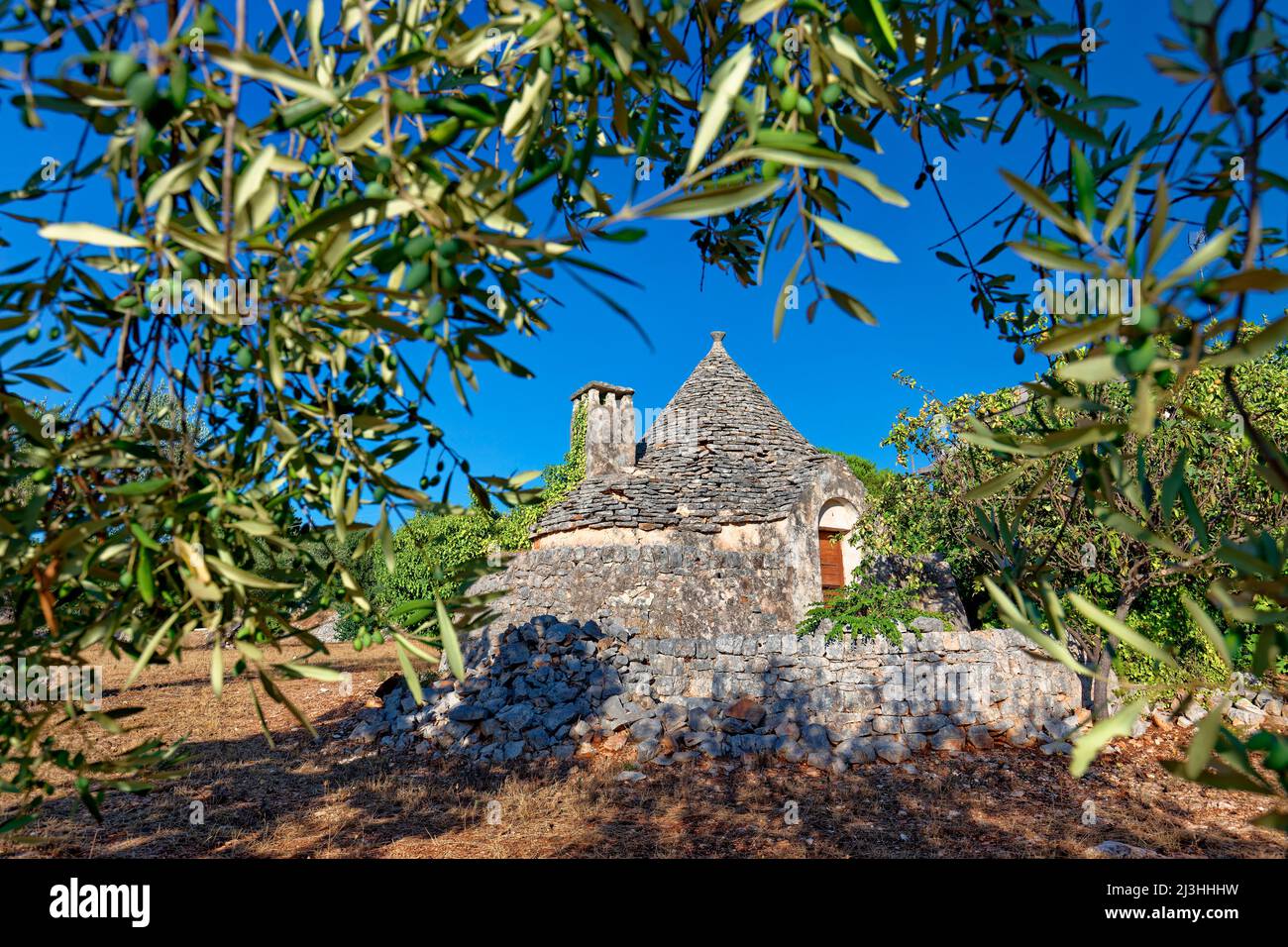 Un trullo comme une ruine dans un champ entouré d'oliviers en Italie, Apulia Banque D'Images