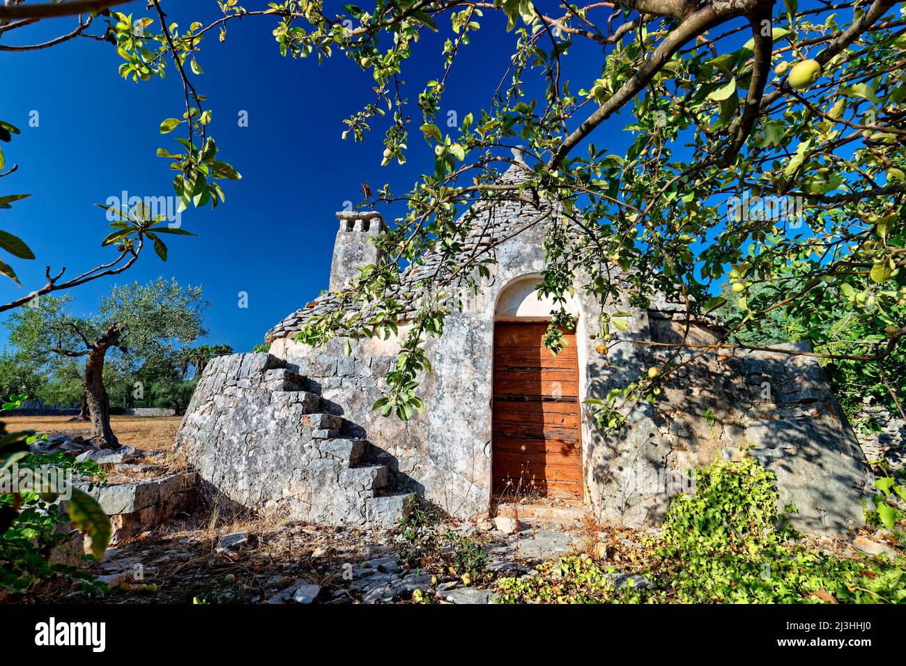 Un trullo comme une ruine dans un champ entouré d'oliviers en Italie, Apulia Banque D'Images