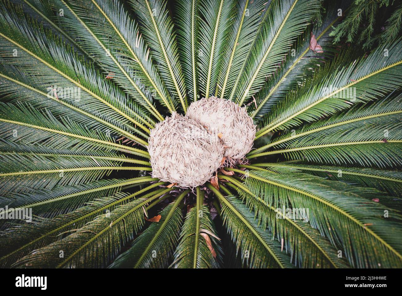 Palmier sagou japonais, Cycas Revoluta, jardin tropical de Monte Palace, Monte, Funchal, Madère, Portugal, Europe Banque D'Images