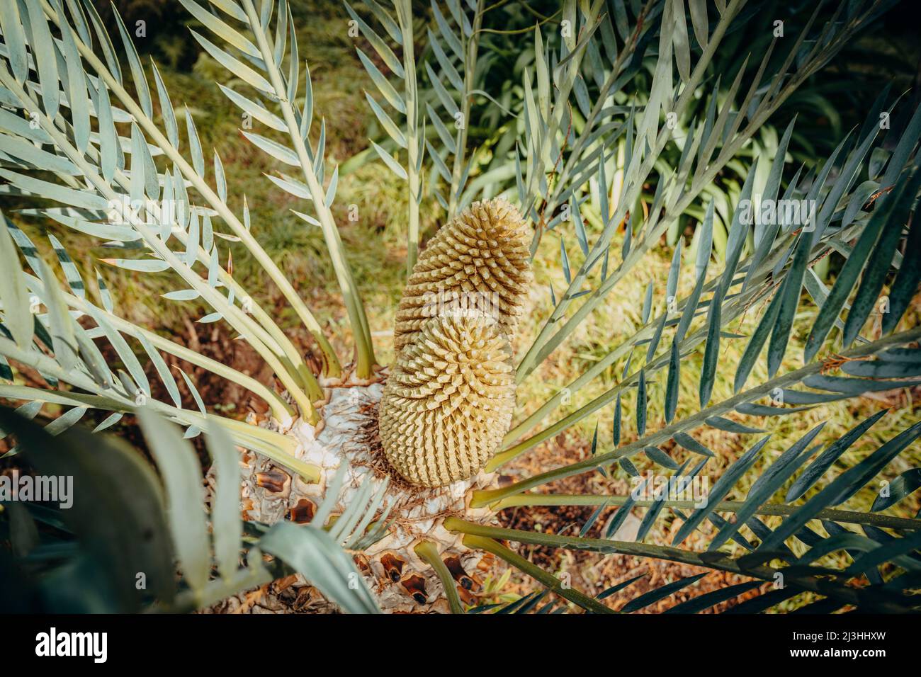 Palmier sagou japonais, Cycas Revoluta, jardin tropical de Monte Palace, Monte, Funchal, Madère, Portugal, Europe Banque D'Images