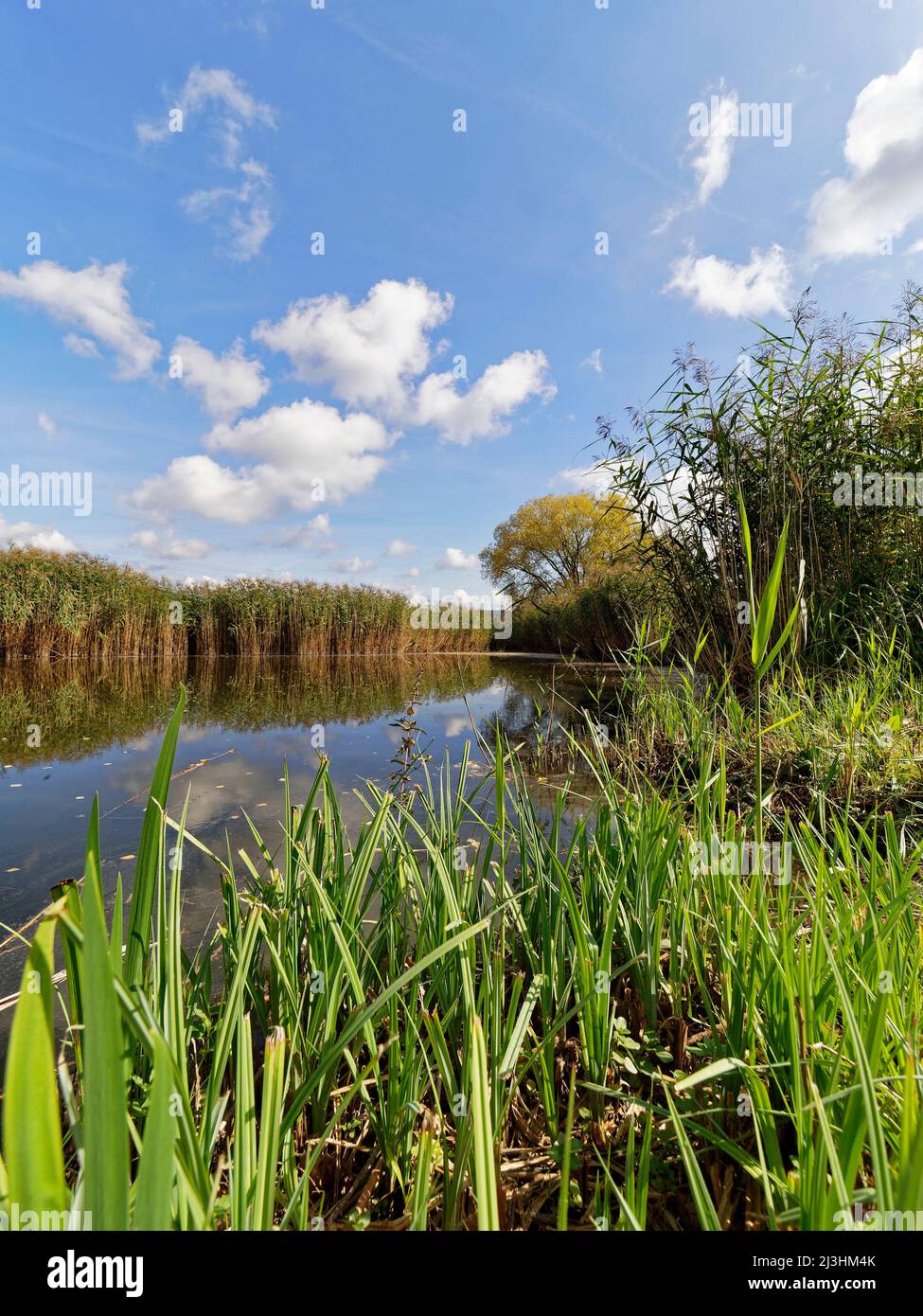 Le Lautensee dans la réserve naturelle Mainaue près d'Augsfeld, ville Hassfurt, quartier Hassberge, Basse-Franconie, Franconie, Bavière, Allemagne Banque D'Images