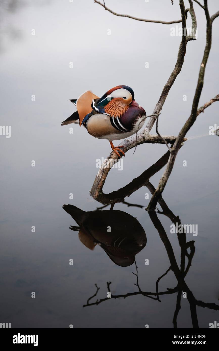 canard mandarin assis sur une branche flottant dans l'eau Banque D'Images