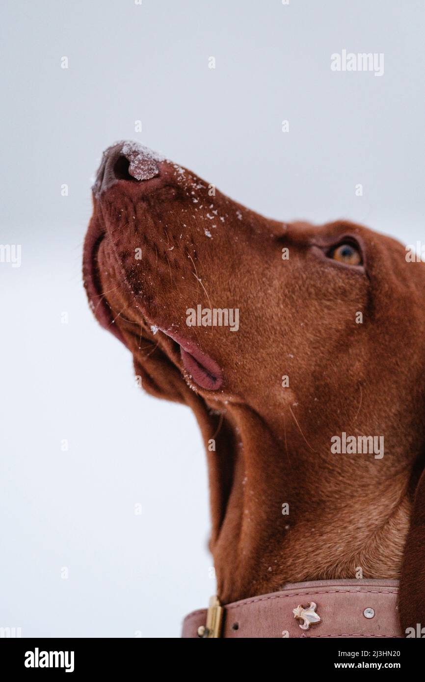 chien assis dans la neige, en regardant vers le haut Banque D'Images