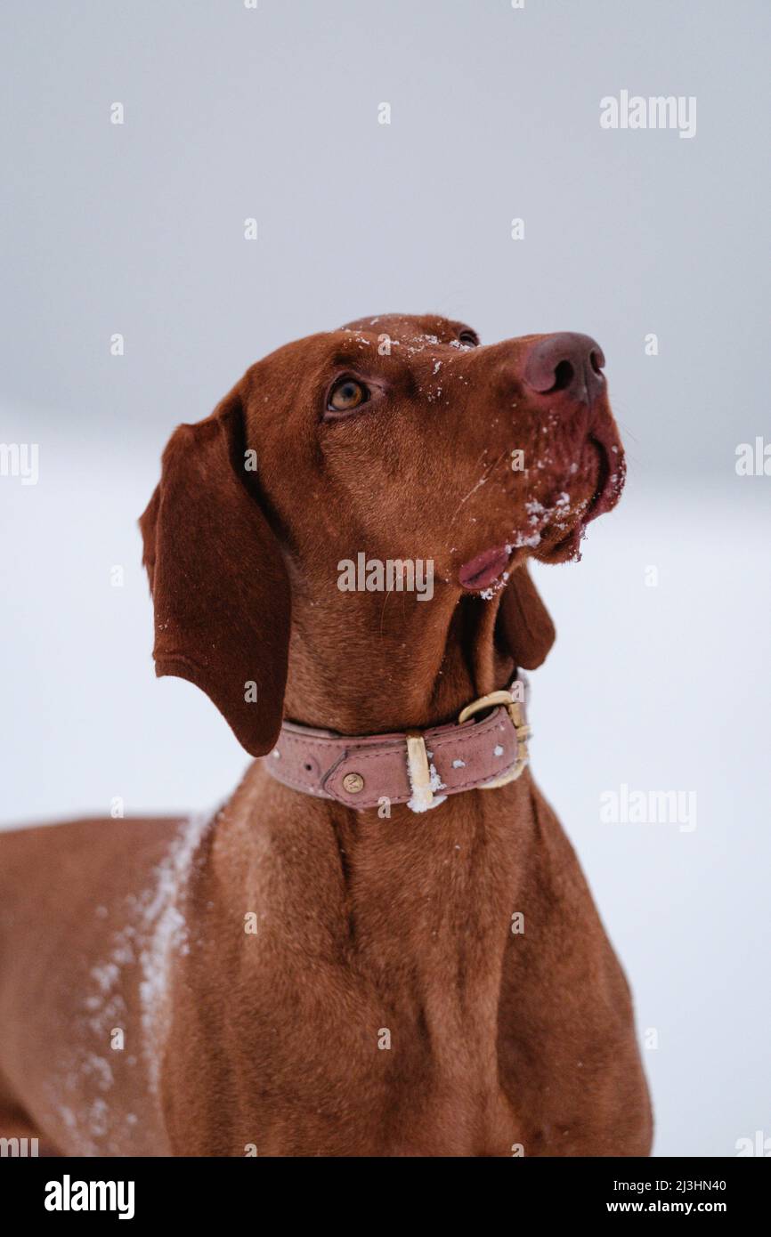 chien assis dans la neige, en regardant vers le haut Banque D'Images
