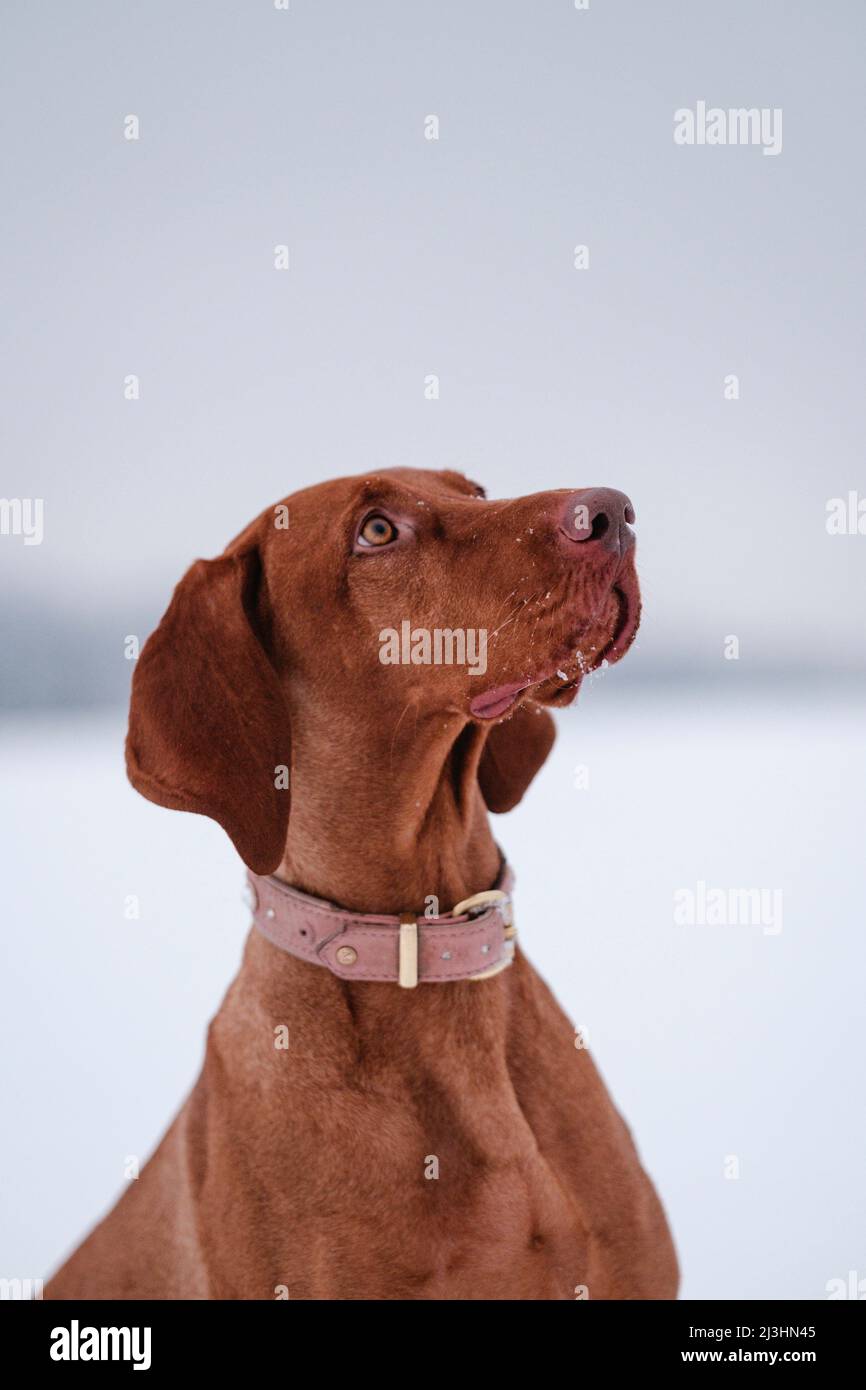chien assis dans la neige, en regardant vers le haut Banque D'Images