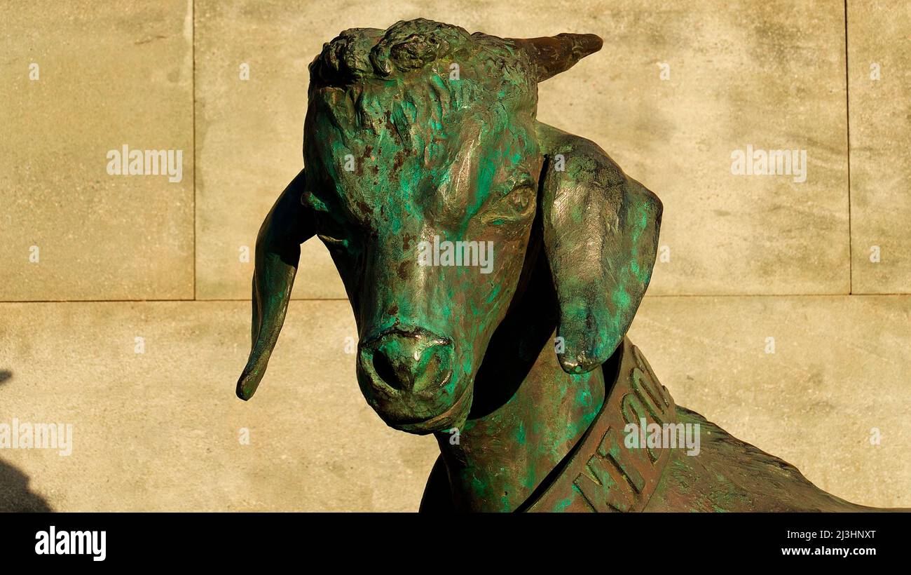 Espagne, îles Canaries, Fuerteventura, capitale, Puerto del Rosario, statue en bronze, tête de chèvre, devant le mur en pierre Banque D'Images