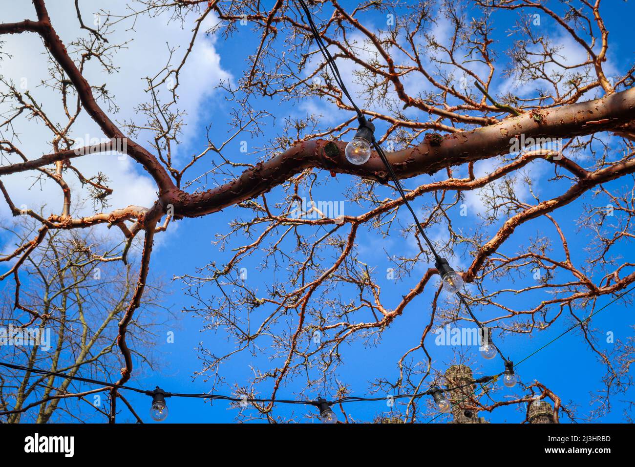 Lumières festoon, ciel bleu et branches d'arbre Banque D'Images