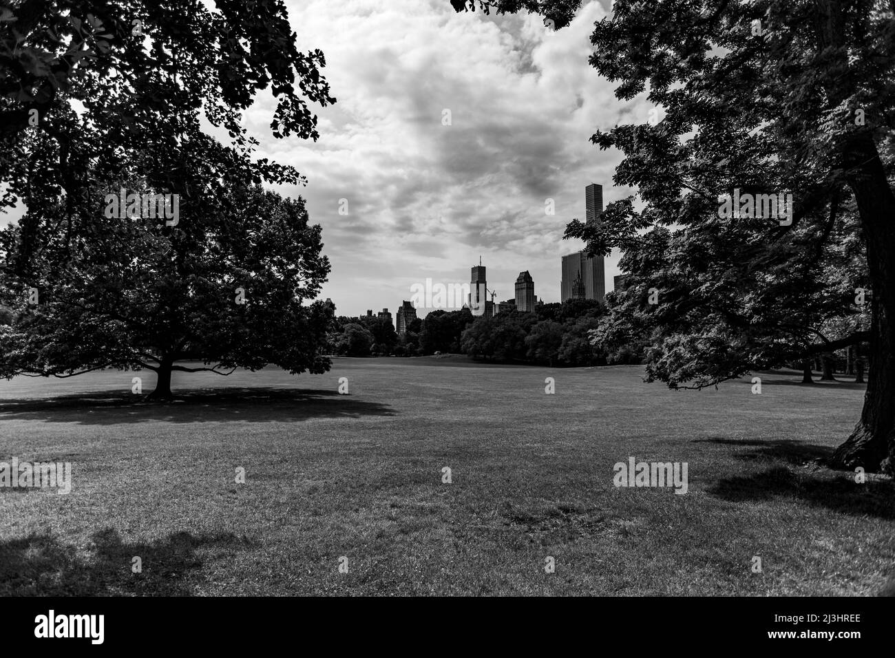 Runner's Grove, New York City, NY, États-Unis, Grass in Central Park Banque D'Images
