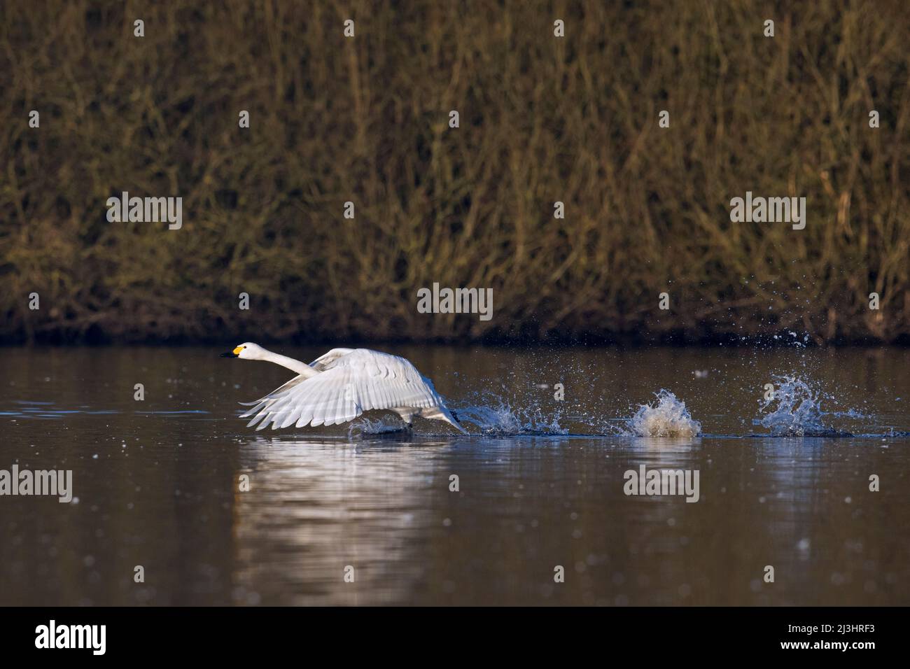 Cygne toundra / cygne de Bewick (Cygnus bewickii / Cygnus columbianus bewickii) se dévalant de l'eau dans le lac en hiver Banque D'Images