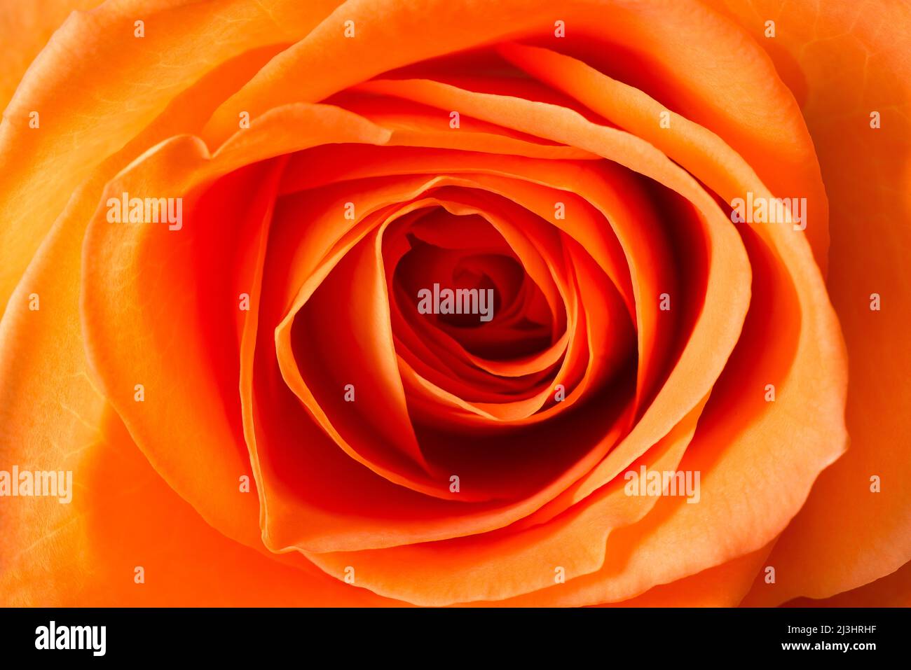 Close-up d'une rose Banque D'Images