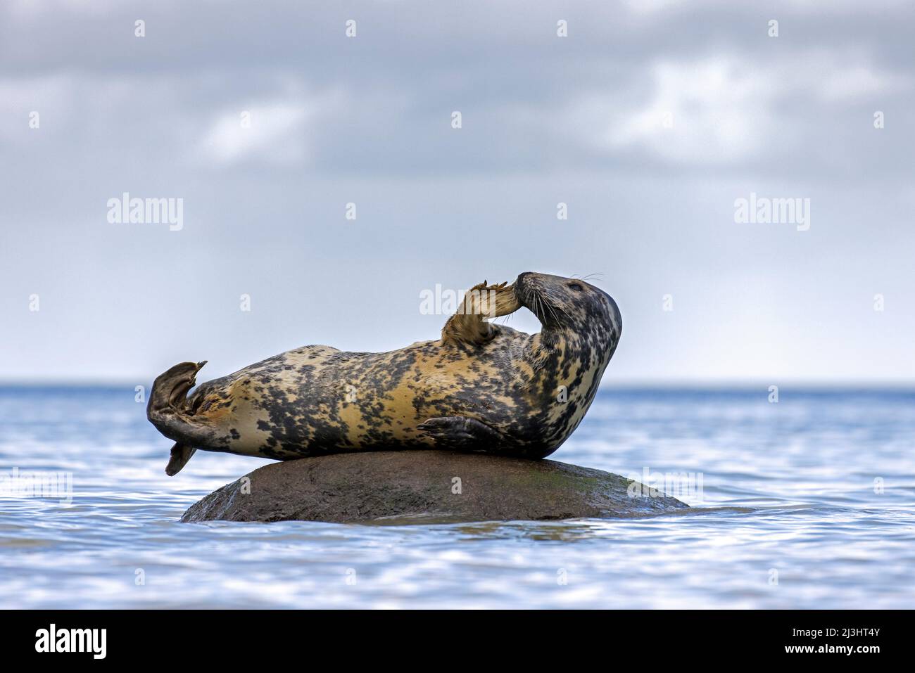 Joint gris / joint gris (Halichoerus grypus) tête de grattage avec le palper avant tout en se reposant sur la roche en mer Banque D'Images