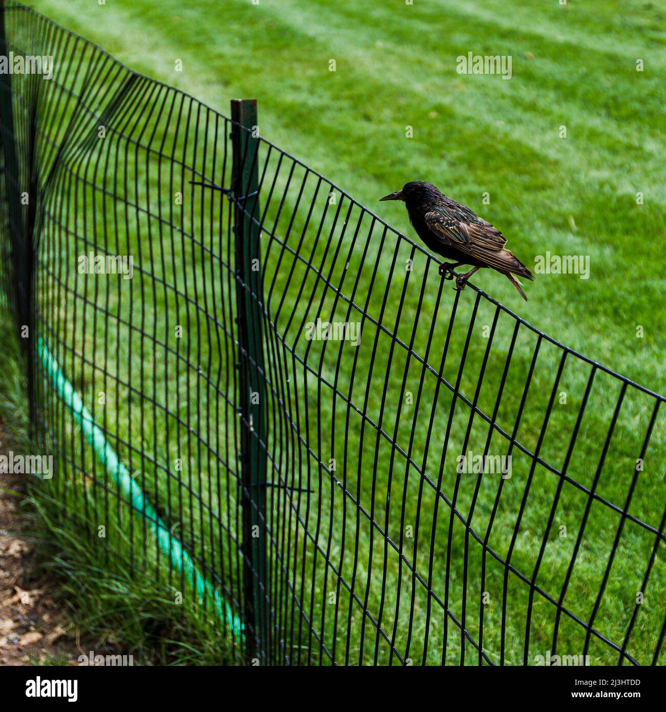 Central Park West, quartier historique, New York City, NY, États-Unis, Oiseau sur une clôture Banque D'Images