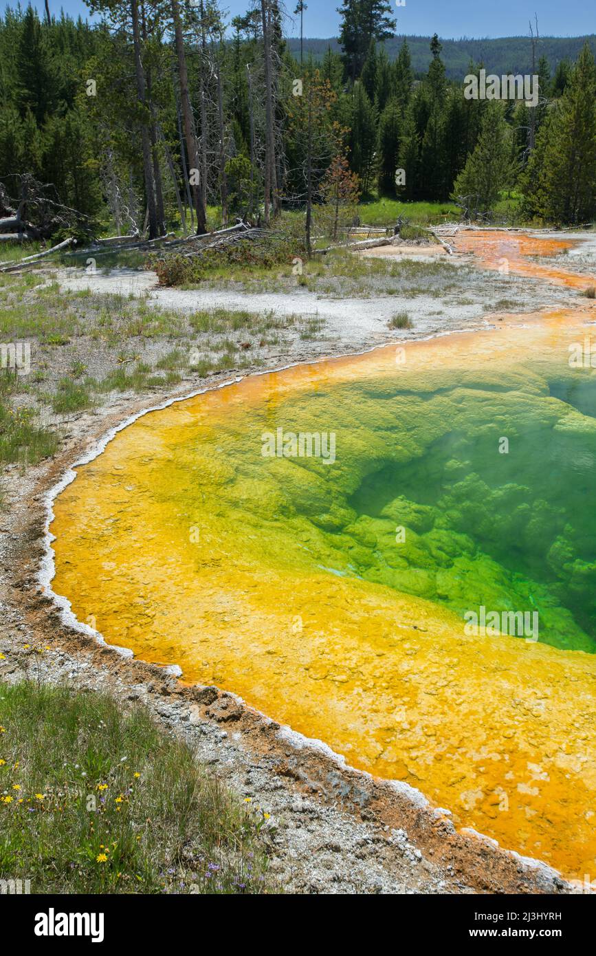 Célèbre piscine Morning Glory dans le parc national de Yellowstone, Upper Geyser Basin, Banque D'Images