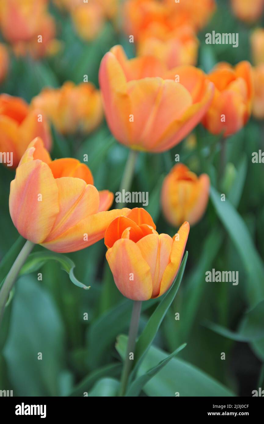 Tulipes de Triumph d'orange (Tulipa) la charade fleurit dans un jardin en mars Banque D'Images