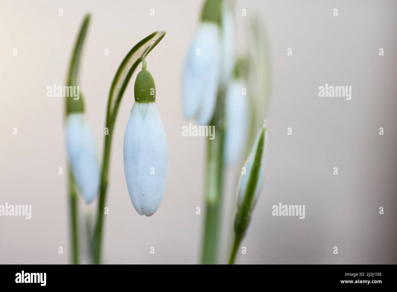 Snowdrop, fleurs Banque D'Images