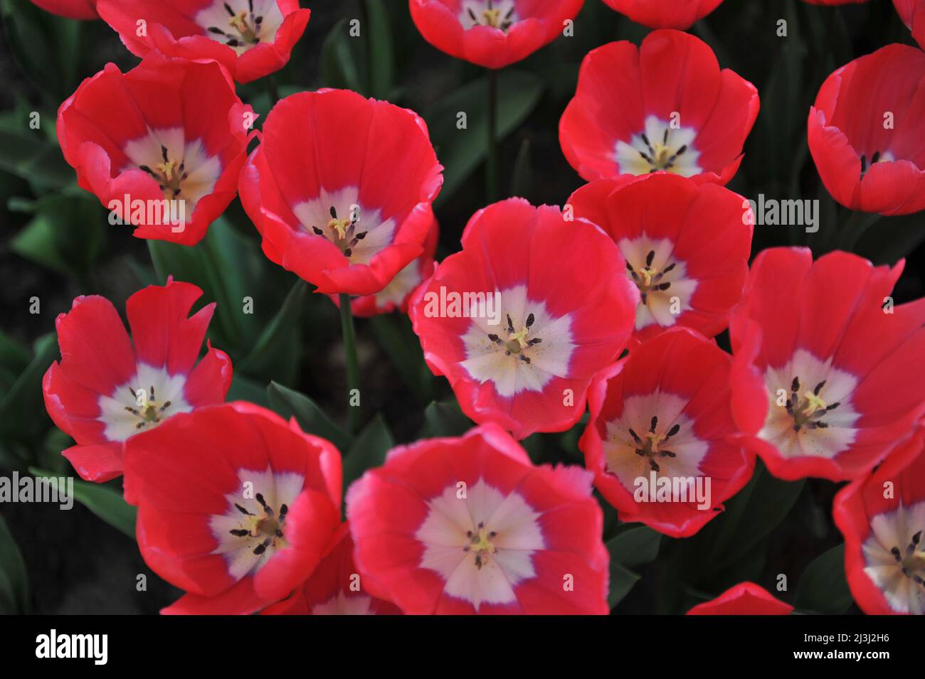 Tulipes de tulipe rose et blanc (Tulipa) la Coalition fleurit dans un jardin en mars Banque D'Images