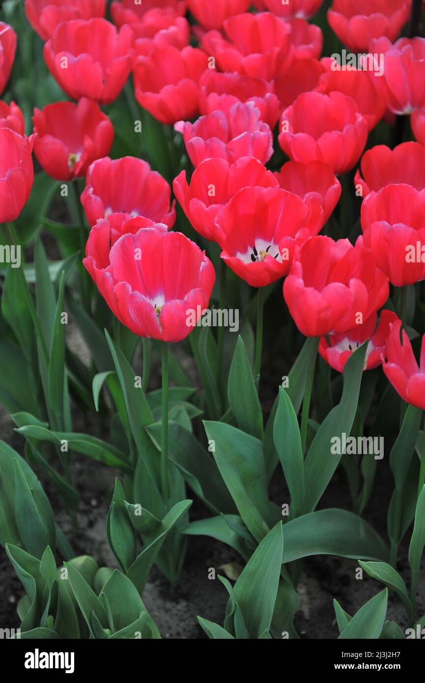 Tulipes de tulipe rose et blanc (Tulipa) la Coalition fleurit dans un jardin en mars Banque D'Images
