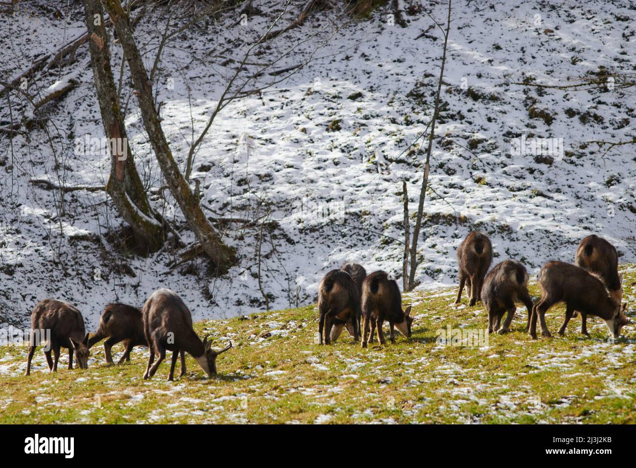 Chamois dans la nature Banque D'Images