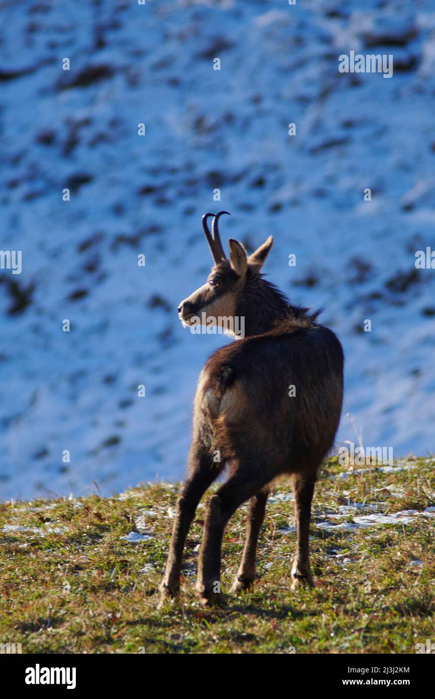 Chamois dans la nature Banque D'Images