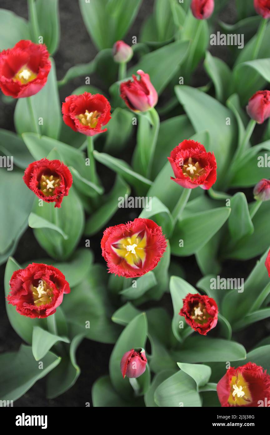Tulipes rouges à franges (Tulipa) fleurs de Reddino croustillantes dans un jardin en mars Banque D'Images