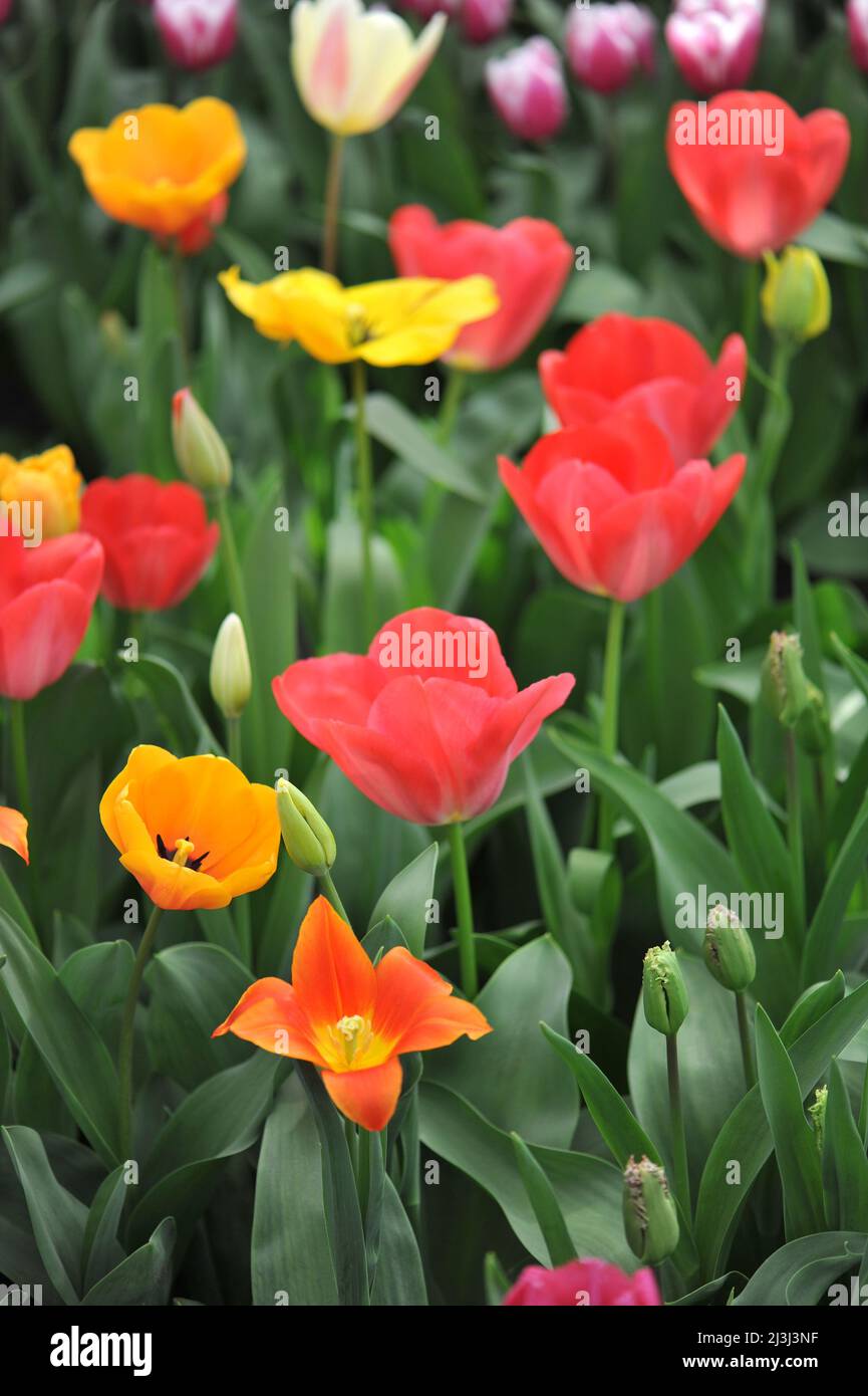 Mélange rouge, orange, jaune et blanc de tulipes Darwin Hybrid (Tulipa) le mélange Darwin fleurit dans un jardin en mars Banque D'Images