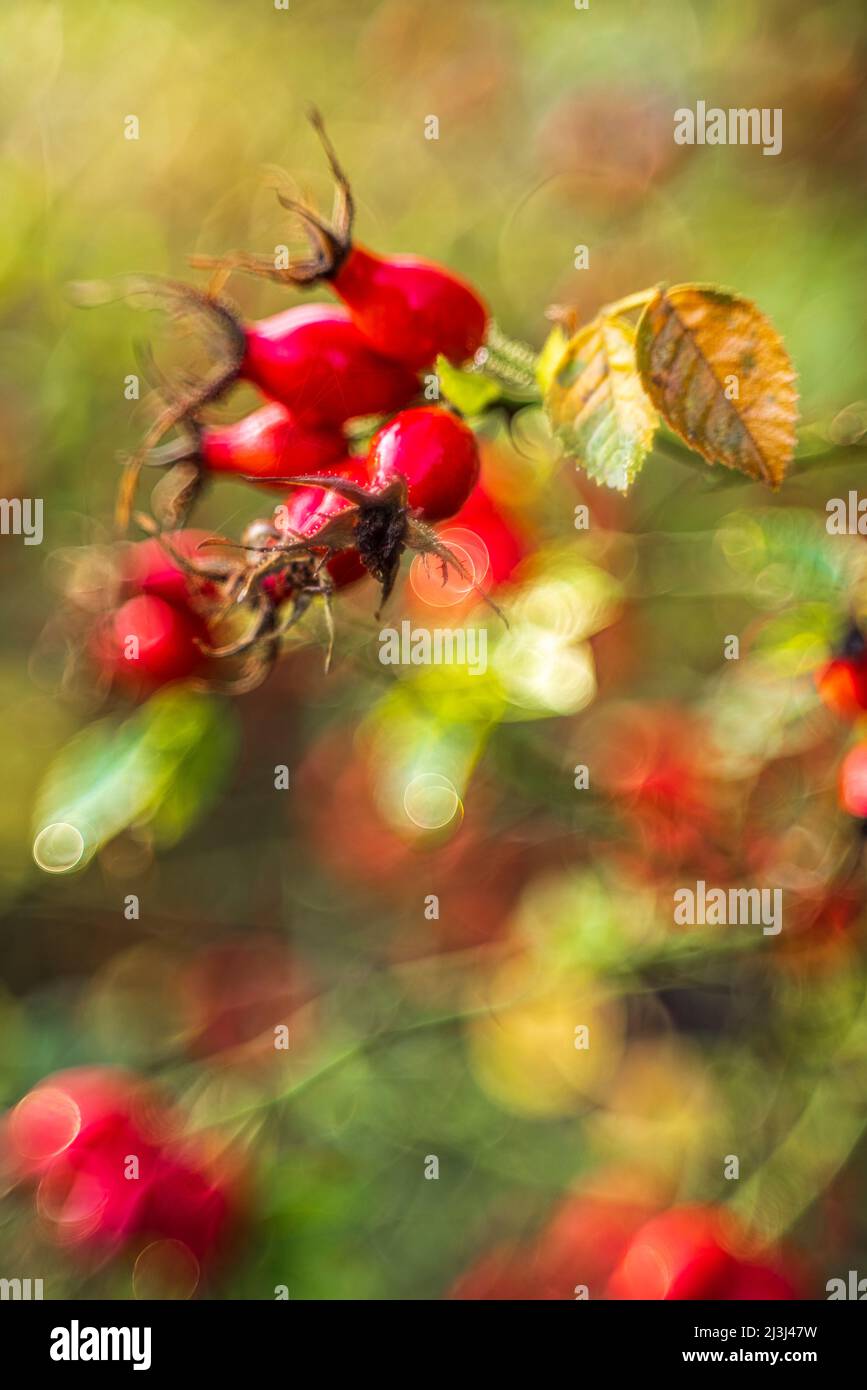 Rose haie avec fruits en automne, look vintage Banque D'Images