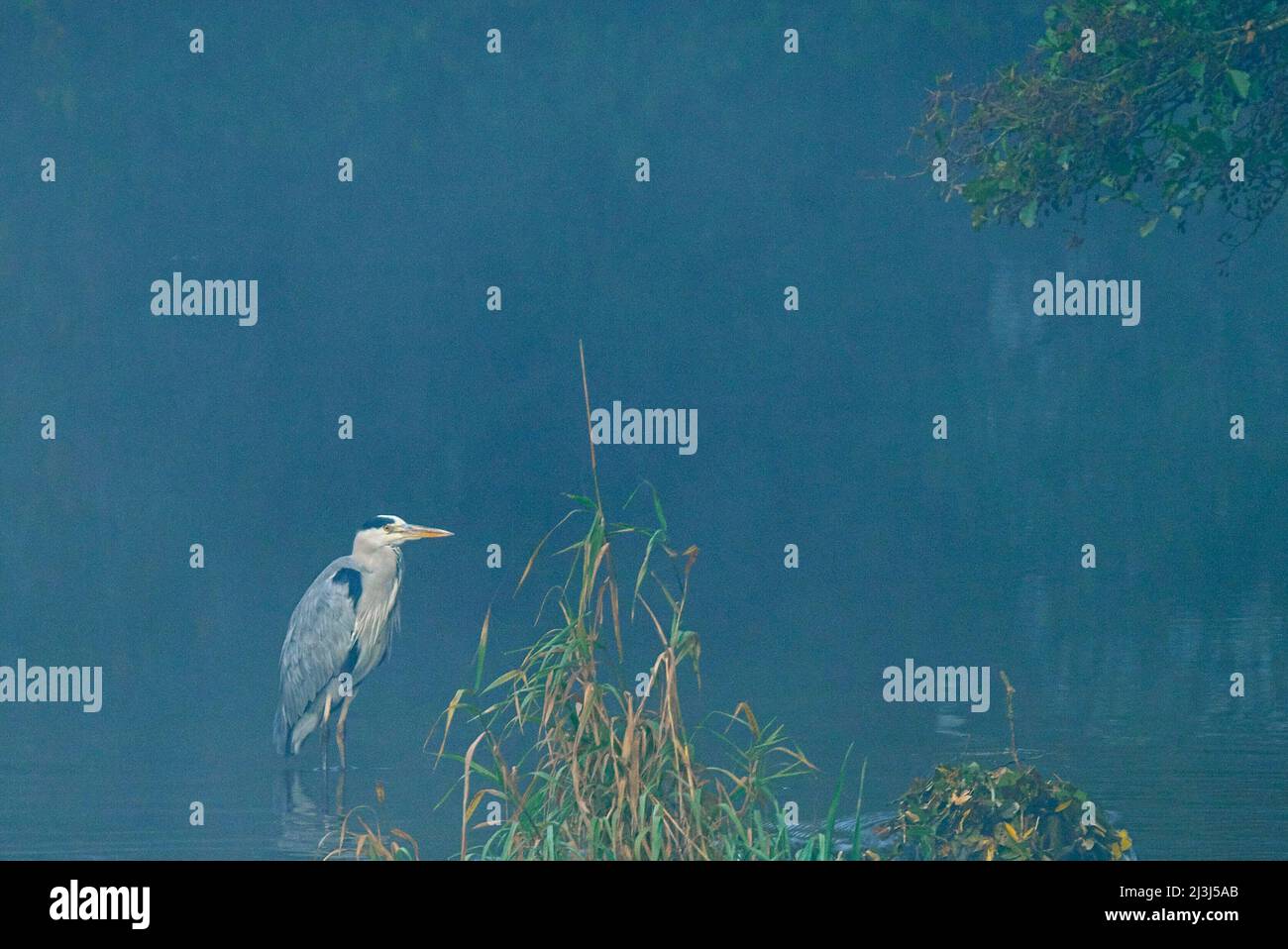 Europe, Allemagne, Hesse, Hinterland, Parc naturel Lahn-Dill-Bergland, Héron gris sur les rives de la rivière Lahn Banque D'Images