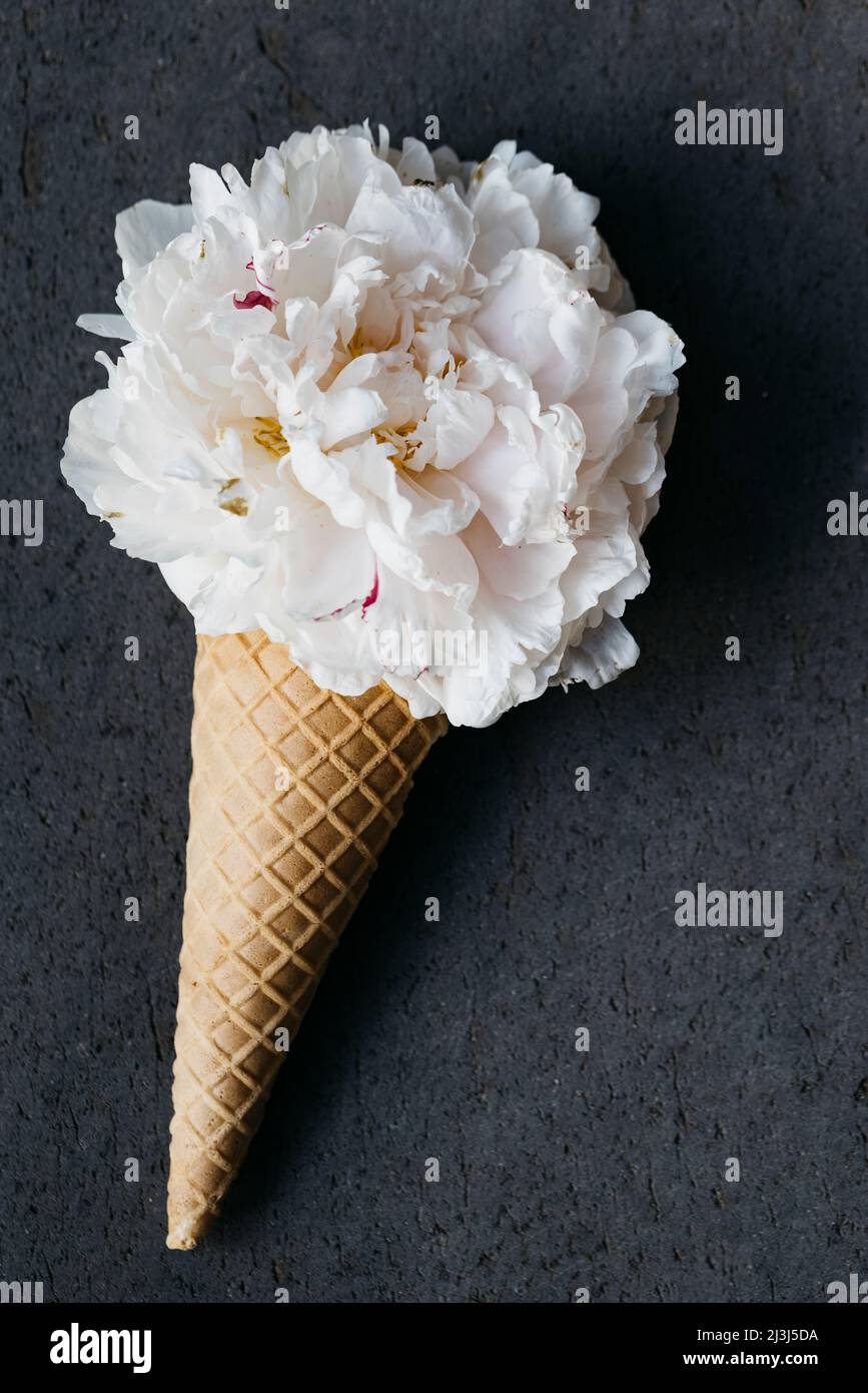 Cône de crème glacée avec une pivoine blanche Banque D'Images
