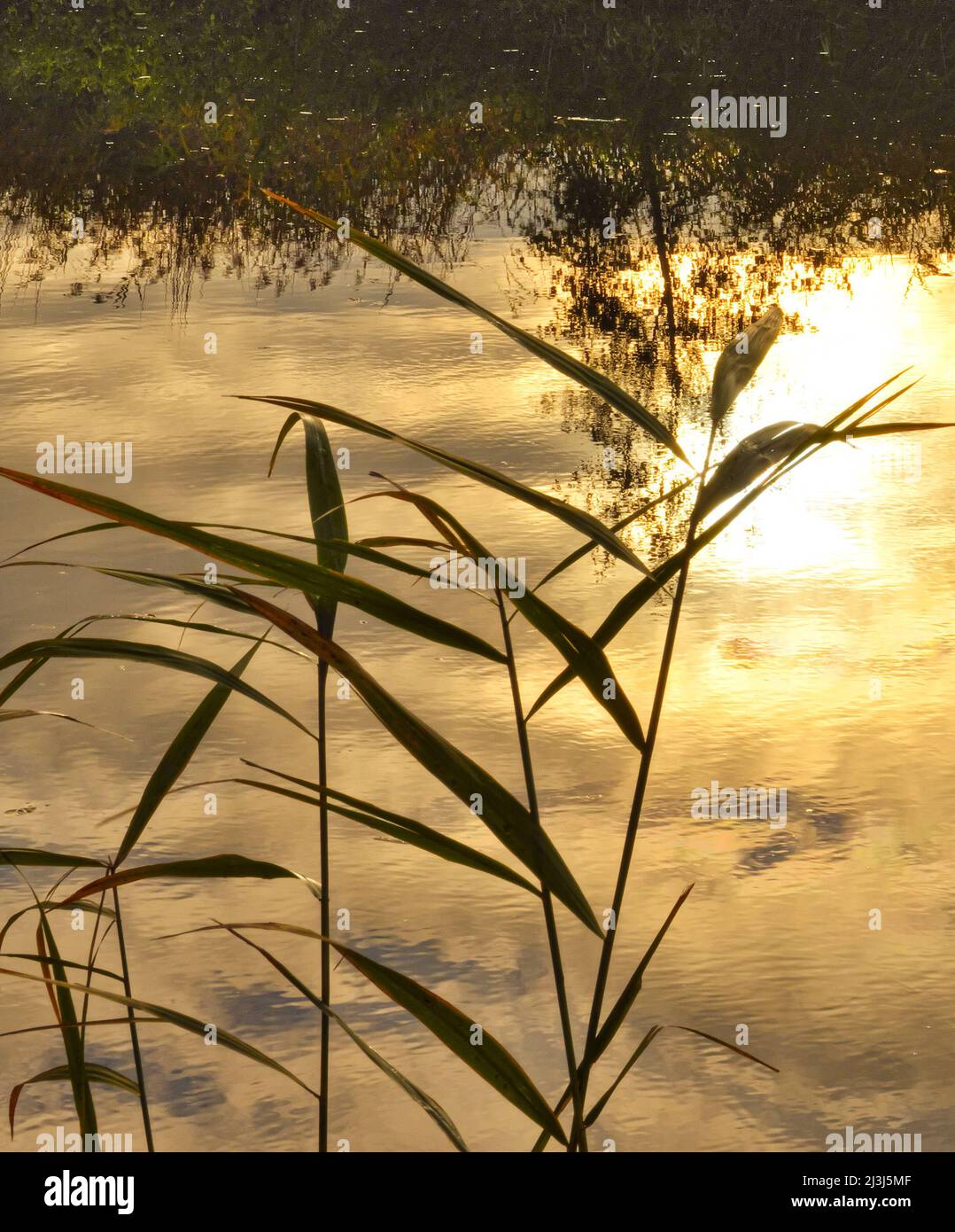 Europe, Allemagne, Hesse, Lahn-Dill-Bergland, Gleiberger Land, Lahnpark, automne dans les prés de Lahn, réserve naturelle de 'Sändchen' près d'Atzbach Banque D'Images