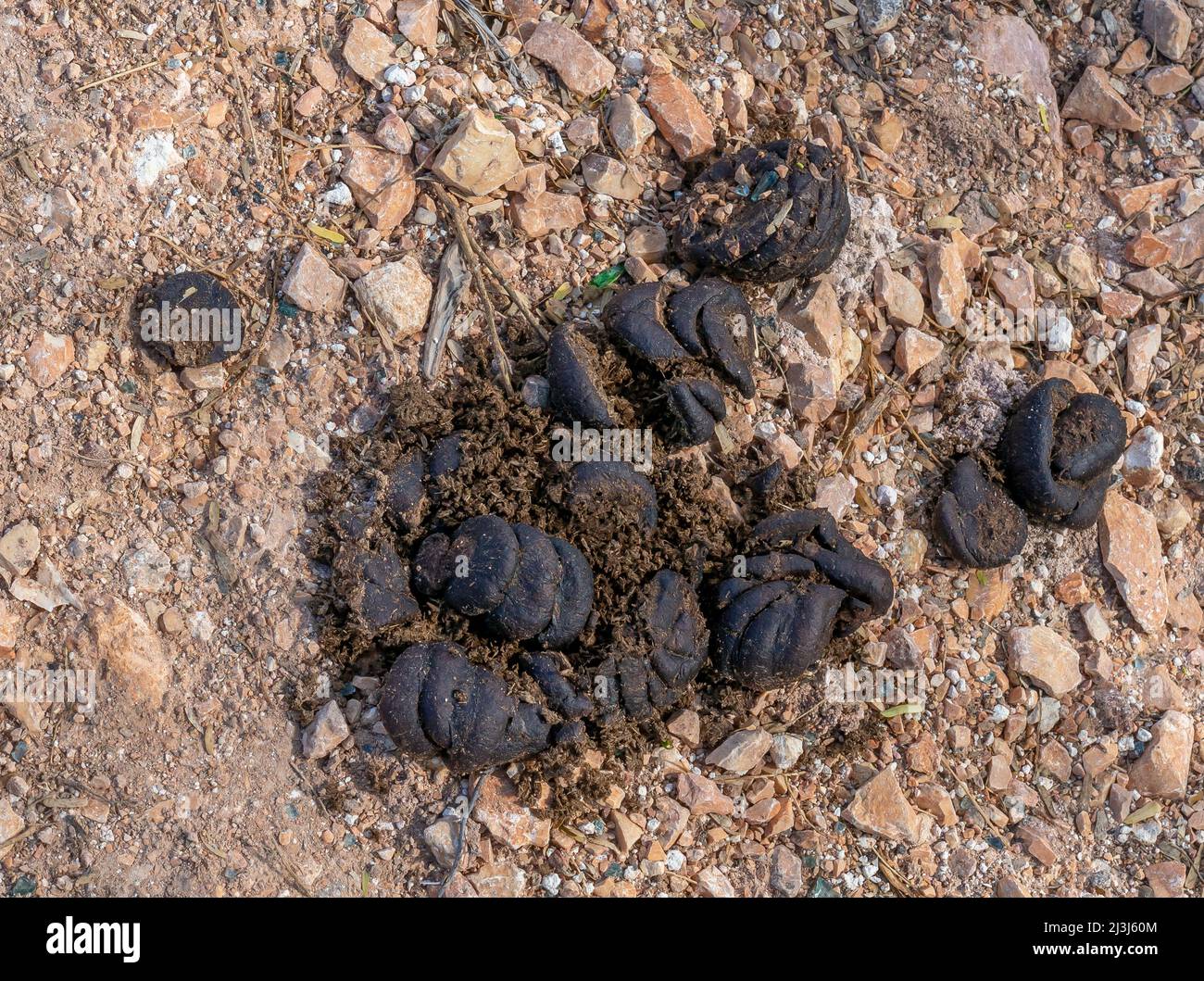 Pile de fientes de cheval sur le sol. Merde. Banque D'Images