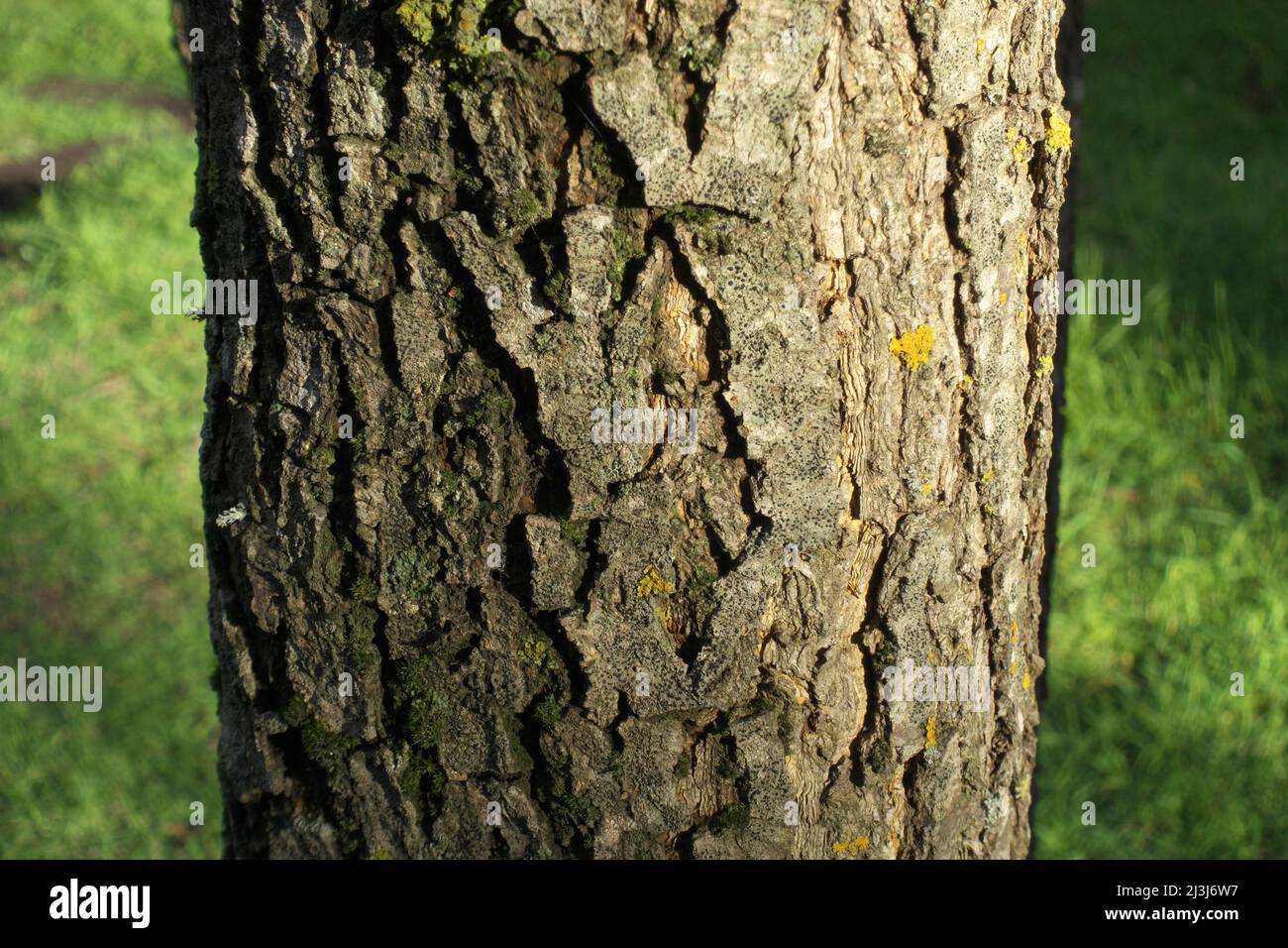 Arbre de chêne à texture écorce à Etna Park, Sicile Banque D'Images