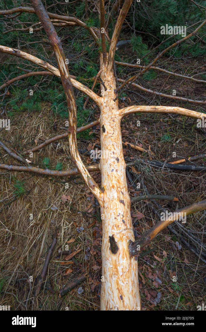 Couronne d'arbre d'un pin déchu pelée par le cerf, hiver, janvier, Spessart, Hesse, Allemagne, Europe Banque D'Images