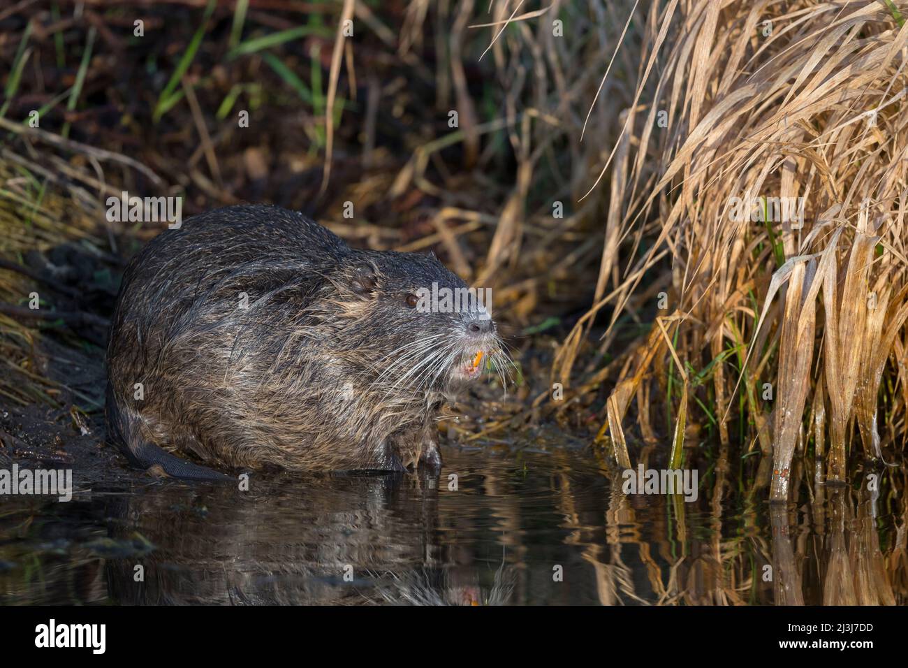 Nutria (Myocastor coypus) sur la rive d'un étang, janvier, Hesse, Allemagne Banque D'Images