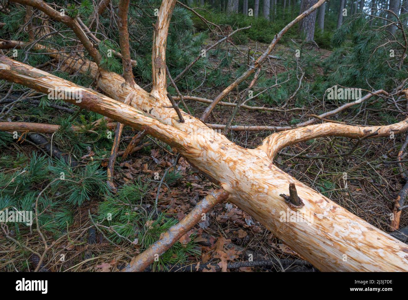 Couronne d'arbre d'un pin déchu pelée par le cerf, hiver, janvier, Spessart, Hesse, Allemagne, Europe Banque D'Images