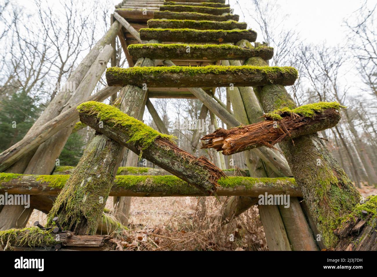 Échelon d'échelle cassé sur un ancien siège haut, janvier, Spessart, Hesse, Allemagne, Europe Banque D'Images