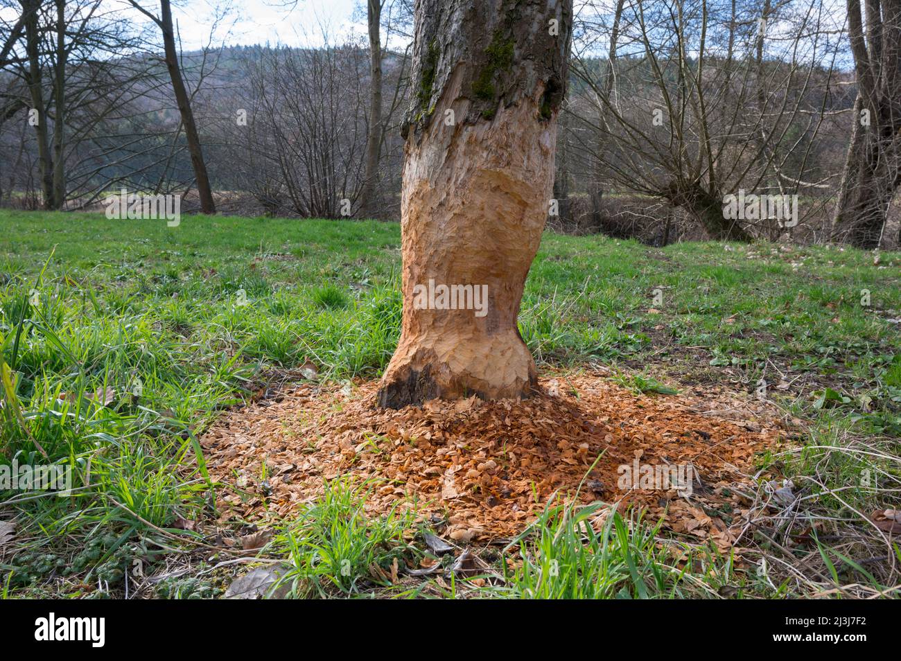 Marques d'alimentation d'un castor sur un tronc d'arbre (arbre fruitier), février, Spessart, Hesse, Allemagne Banque D'Images