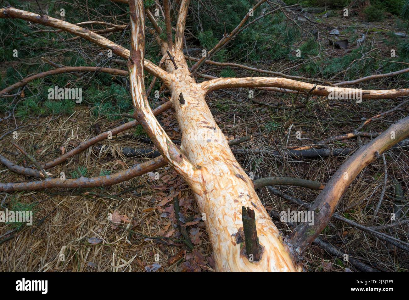 Couronne d'arbre d'un pin déchu pelée par le cerf, hiver, janvier, Spessart, Hesse, Allemagne, Europe Banque D'Images