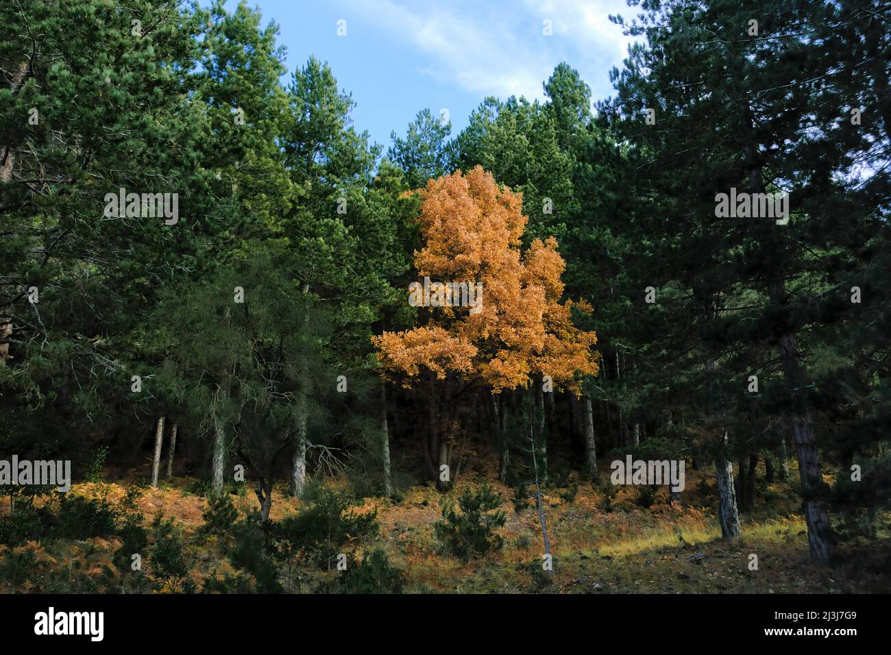 Chêne et pins d'automne dans le parc de l'Etna, en Sicile Banque D'Images